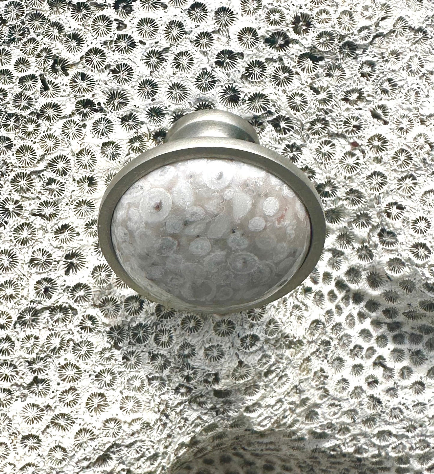 Sea Fossil Knob