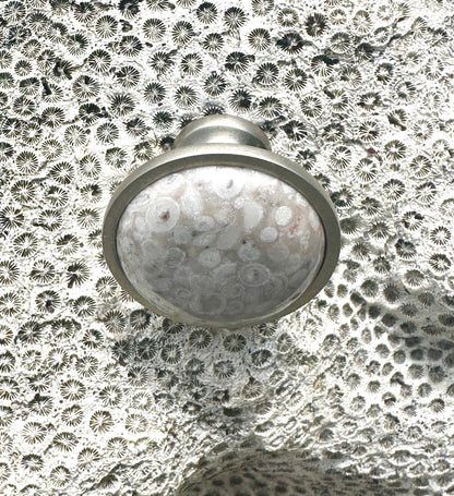Sea Fossil Knob