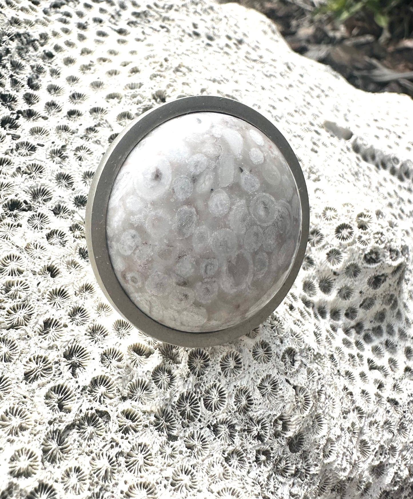 Sea Fossil Knob