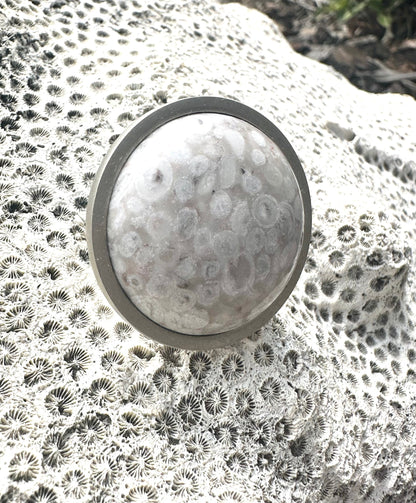 Sea Fossil Knob