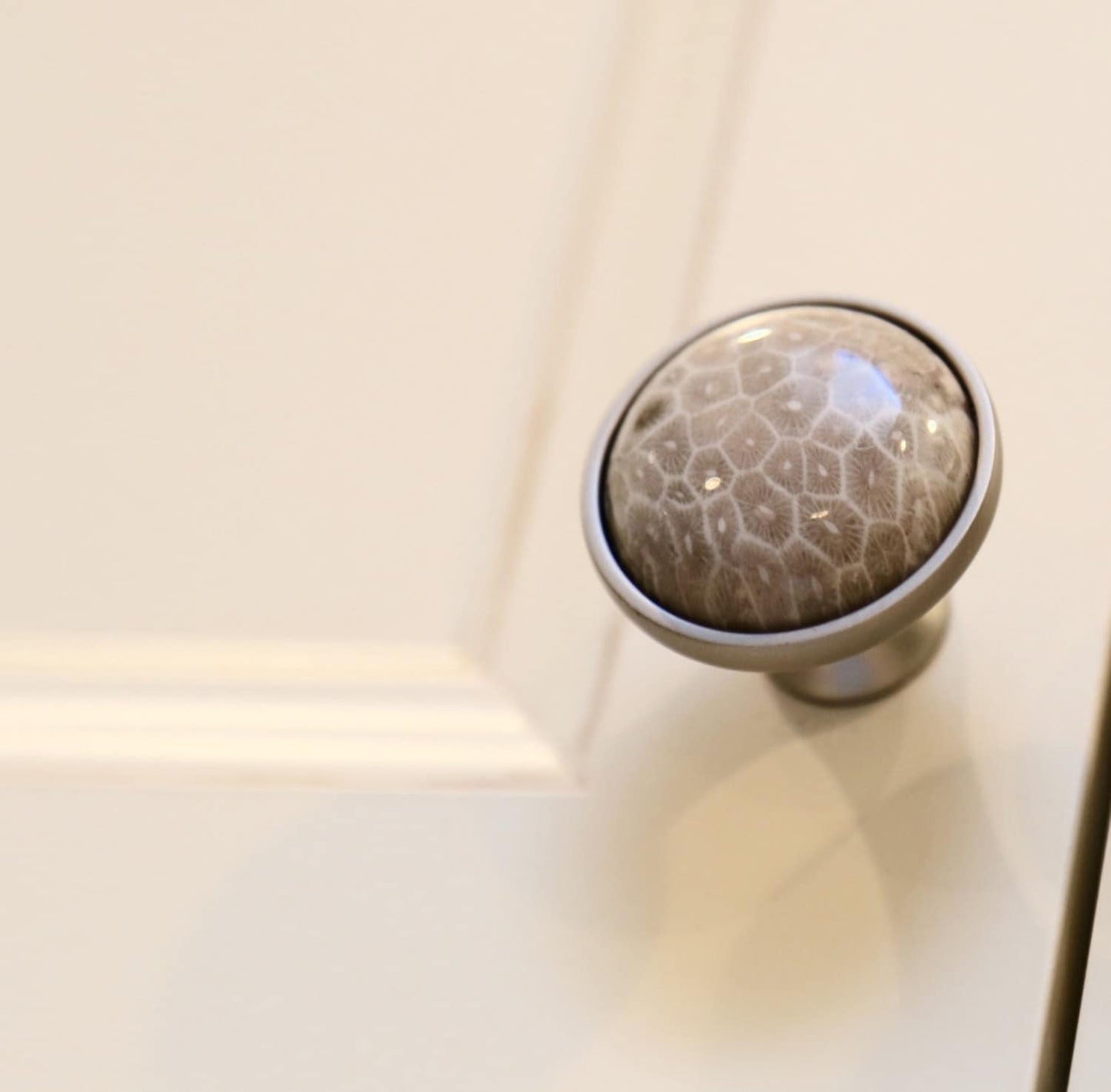 Coral Fossil Knob