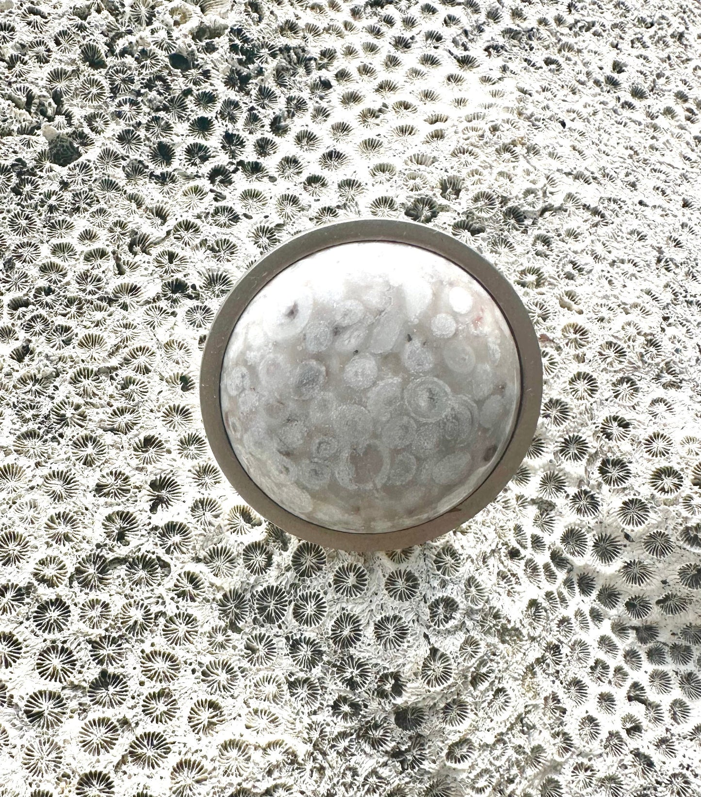 Sea Fossil Knob