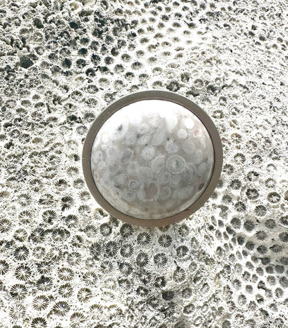 Sea Fossil Knob