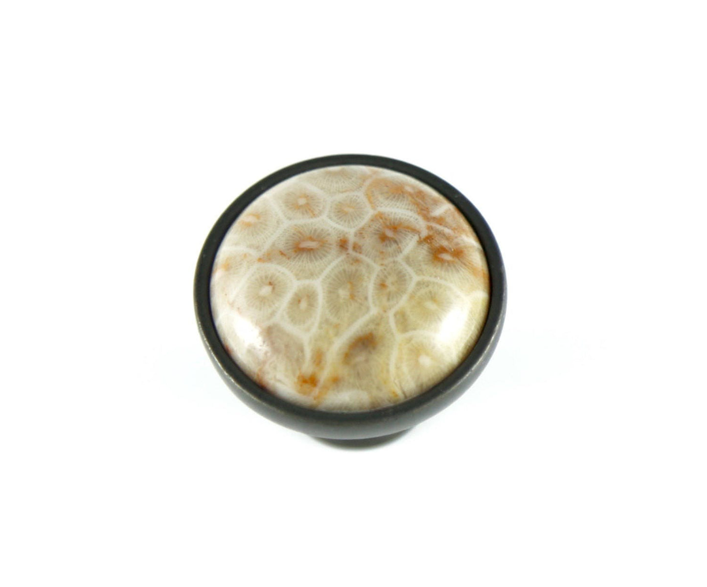 Coral Fossil Knob